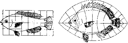 Figure 1. Two species of fish related by a
continuous transformation