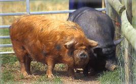 Pigs