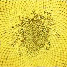 Sunflower seeds