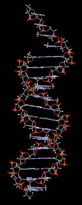 DNA, the blue-print for our whole body, is
  chiral.