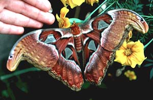 butterfly