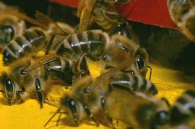 bees