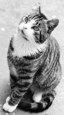 cat