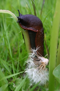 A yellow slug