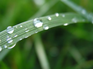 closeup of grass