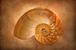 One of the most famous irrational numbers is the 
<i>golden ratio</i>, intimately connected to shapes  occurring in nature and art.
Read <a href='http://plus.maths.org/issue22/features/golden'>The golden ratio and aesthetics</a> to find out more.