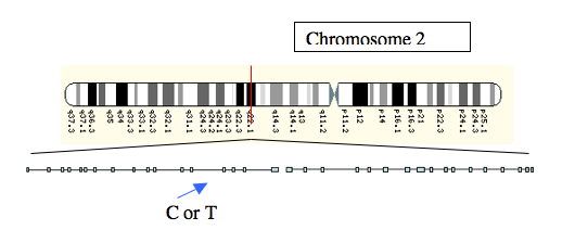 Figure 2: The location of the <b>C</b> or  <b>T</b> alleles,
 a little upstream of the lactase gene on Chromosome 2.