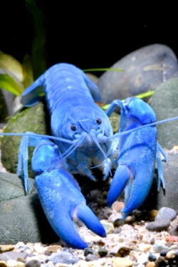 A crayfish