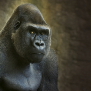 A Gorilla