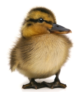 A duck