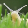 Feature icon